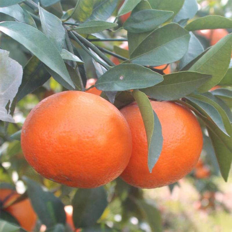 由良柑桔苗丰产性好优良橘子树苗嫁接由良密橘子苗