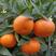 由良柑桔苗丰产性好优良橘子树苗嫁接由良密橘子苗