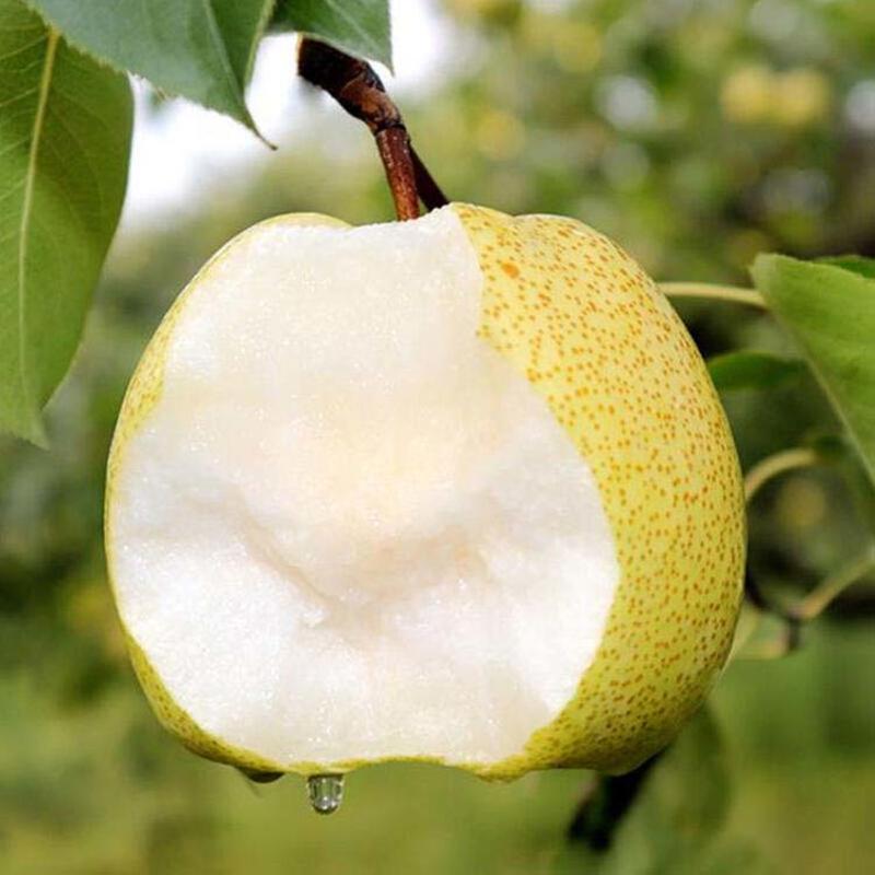酥梨苗砀山死苗补发根系发达保湿发货