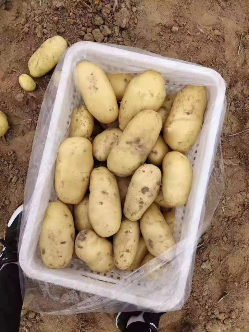 特级土豆，荷兰系列特大基地直发欢迎选购，产地发货
