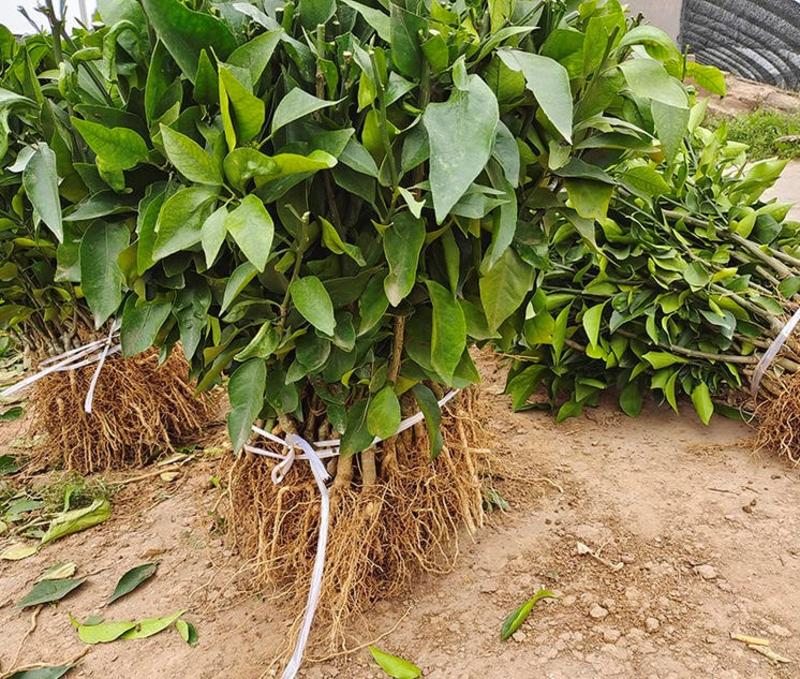 砂糖桔苗根系发达丰产性好现挖保湿发货