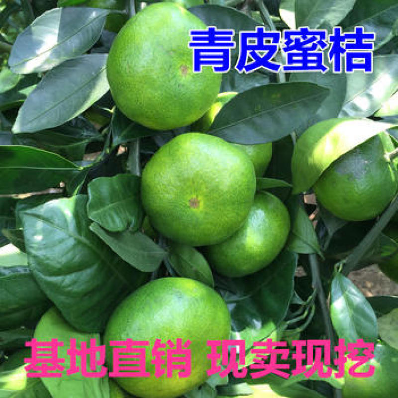 青皮蜜桔苗青皮蜜橘苗巴西柑丰产性好苗粗根正现挖现发