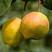 玉露香梨苗包品种包成活根系发达保湿发货