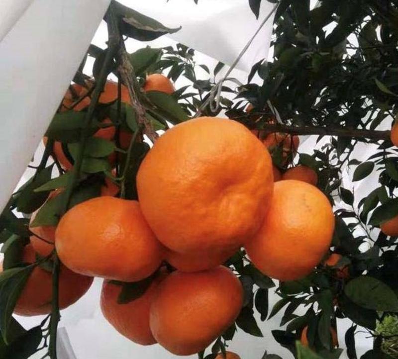 明日见柑橘苗苗子粗壮根系发达成活率好现挖现发
