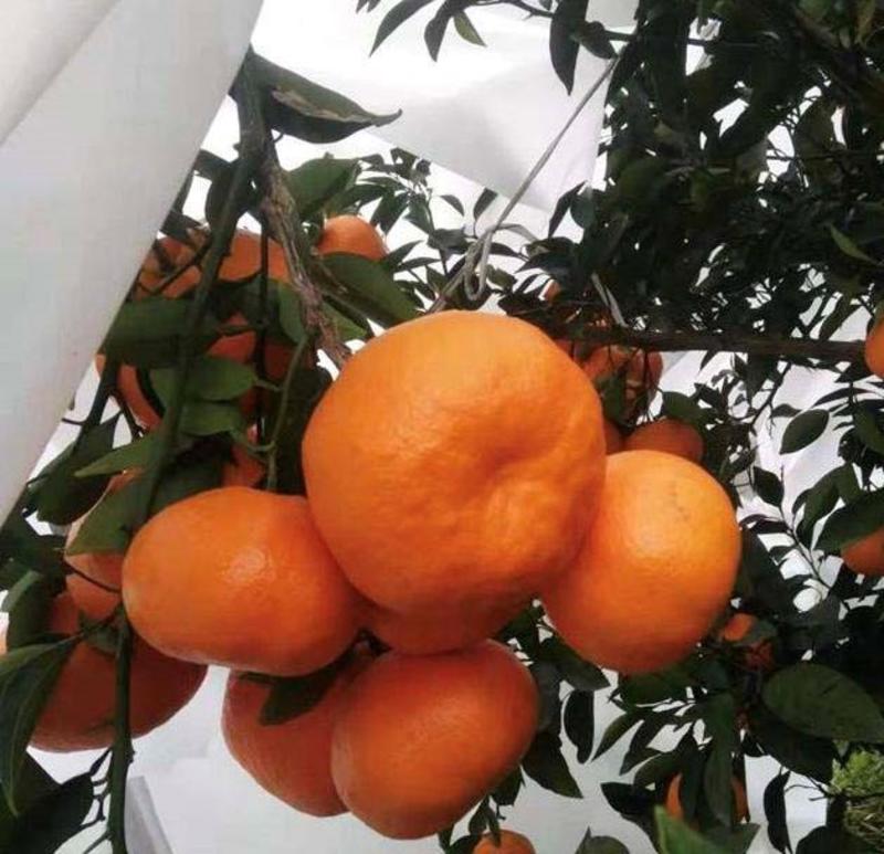明日见柑橘苗苗子粗壮根系发达成活率好现挖现发