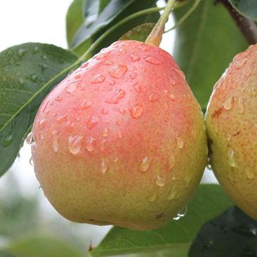 一面红梨树苗好管理产量高根系发达保湿发货