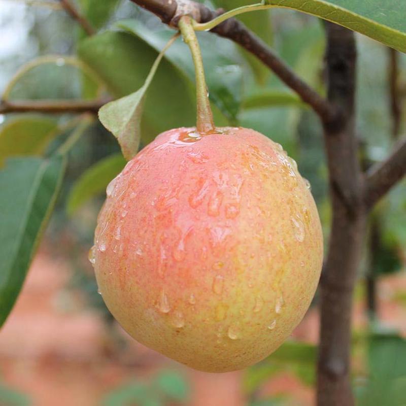 一面红梨树苗好管理产量高根系发达保湿发货