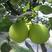 翠玉梨苗包品种包成活根系发达保湿发货