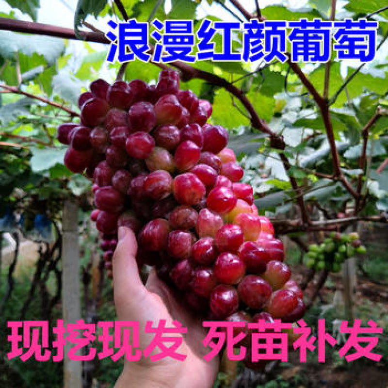 浪漫红颜葡萄苗浪漫红颜果肉香甜，热销品种