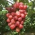 浪漫红颜葡萄苗浪漫红颜果肉香甜，热销品种