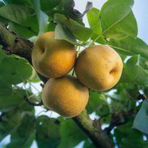 丰水梨树苗根系发达包品种包成活保湿发货