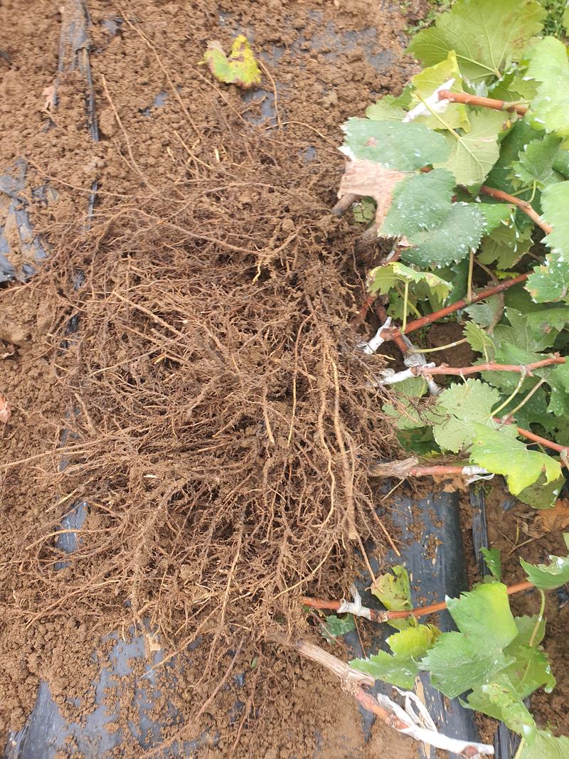 无核白葡萄苗苗产地根系发达丰产性好现挖保湿发货