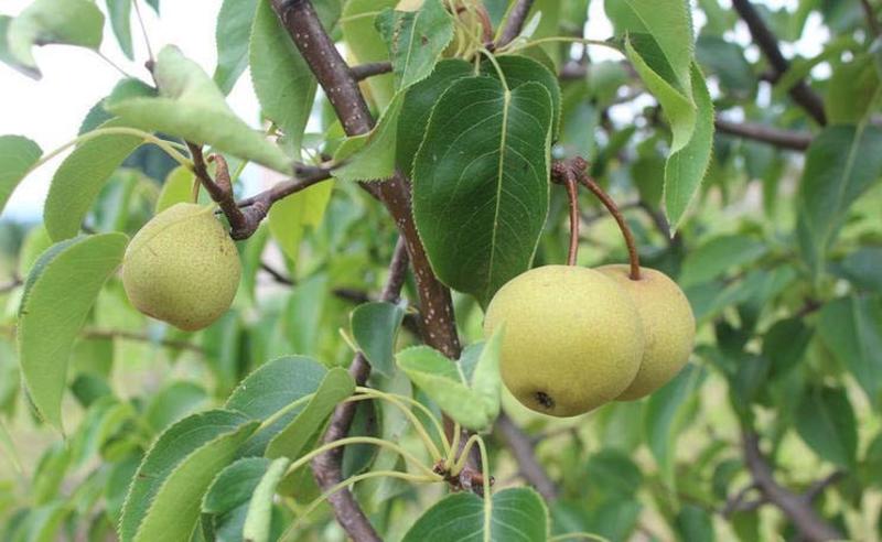 苹果梨树苗产量高易管理根系发达保湿发货