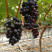 玫瑰香葡萄苗无核玫瑰香葡萄苗丰产性好现挖保湿发货