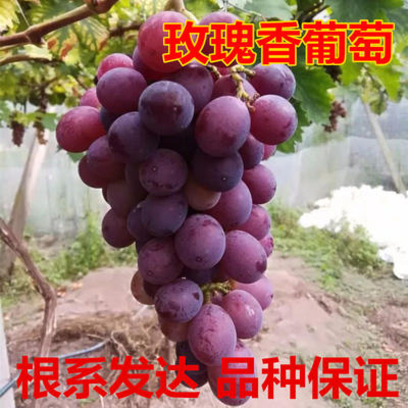 玫瑰香葡萄苗无核玫瑰香葡萄苗丰产性好现挖保湿发货