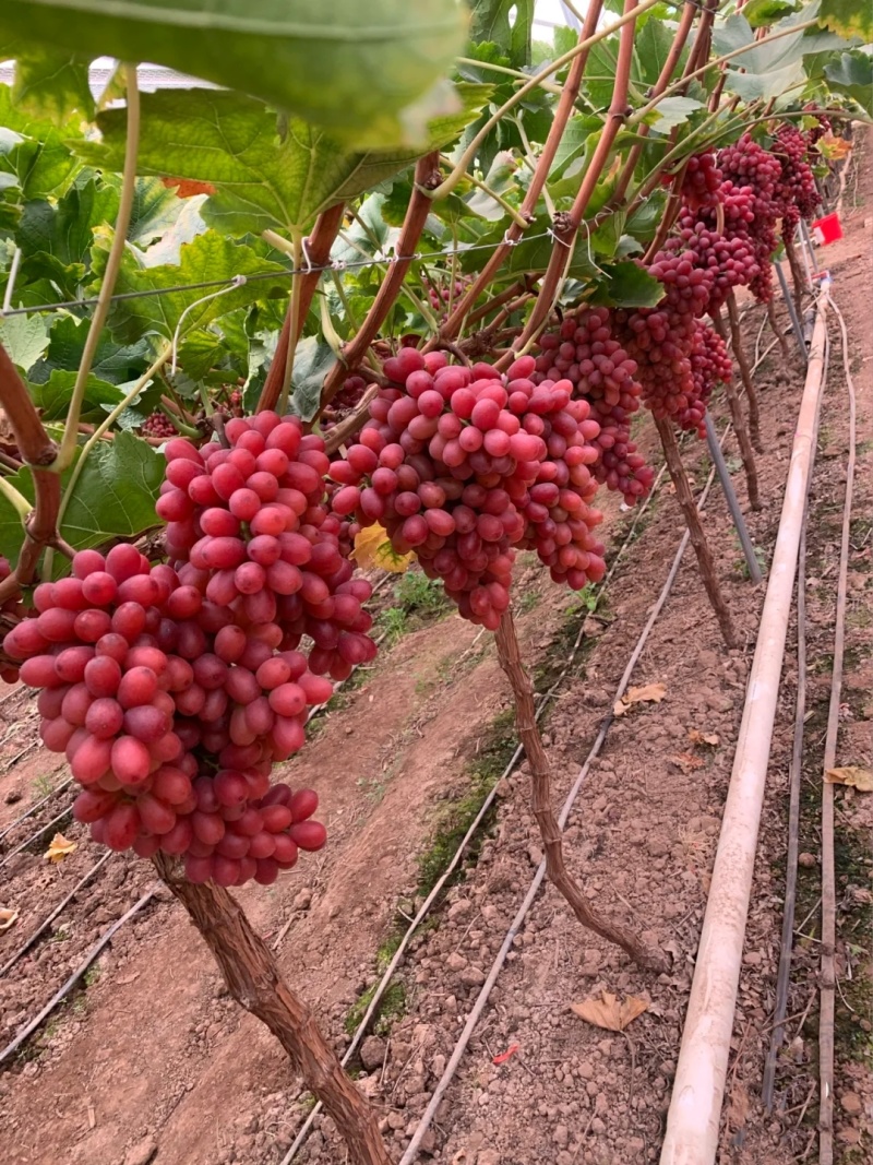 克伦生葡萄苗提子甜蜜蓝宝石葡萄苗果苗种植爬藤当年