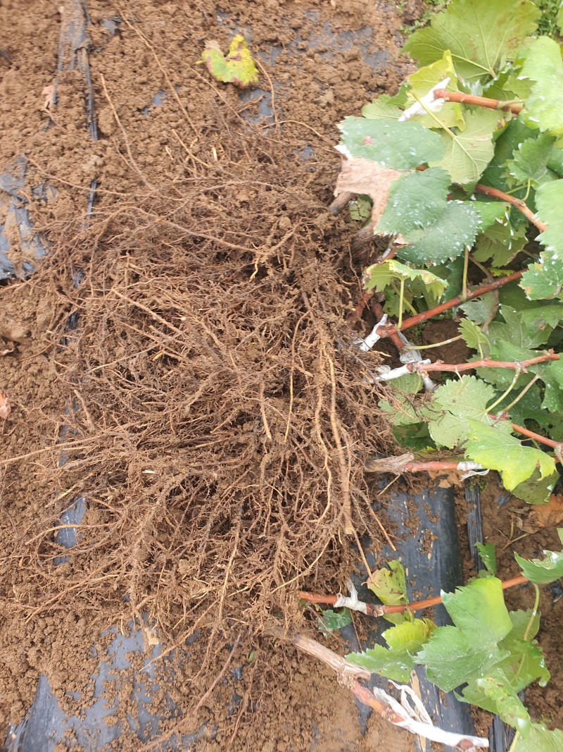 茉莉香葡萄苗着色香葡萄苗盆栽地栽当年结果苗包邮