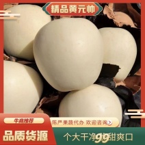 苹果，黄元帅苹果大量订货中，个大皮毛亮果面干净口感脆甜