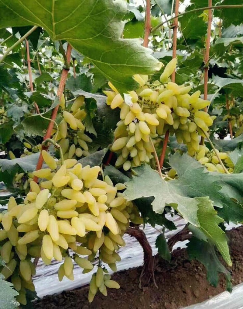 金手指葡萄苗大苗果爬藤种植果当年结果葡萄