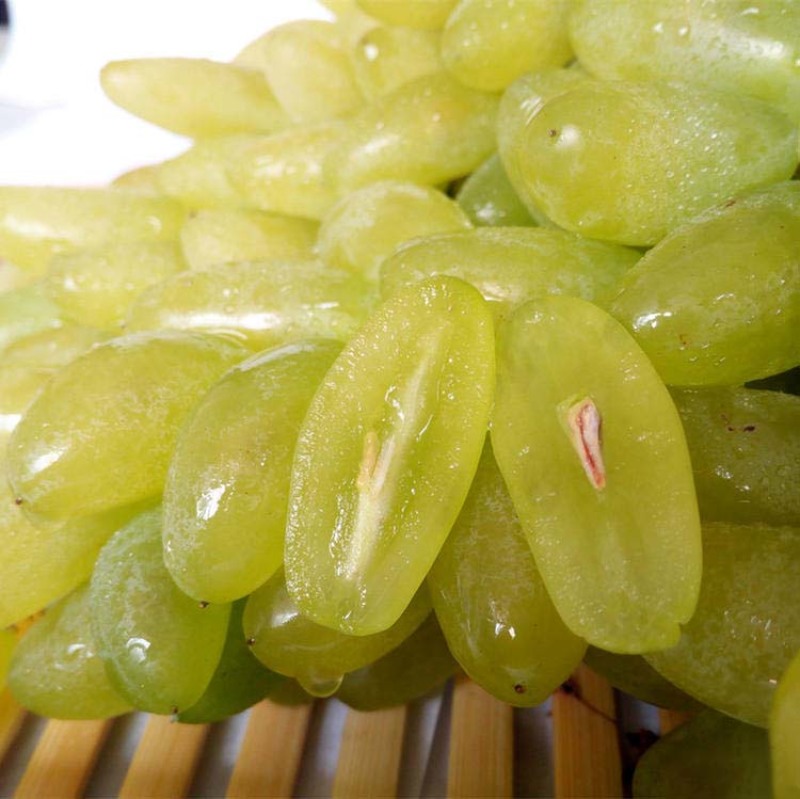 金手指葡萄苗大苗果爬藤种植果当年结果葡萄