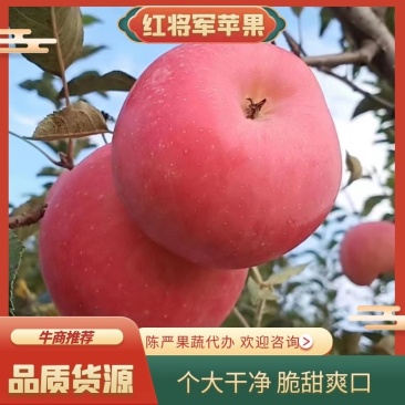 【红将军苹果颜色已上好个大颜色好口感脆甜货源充足