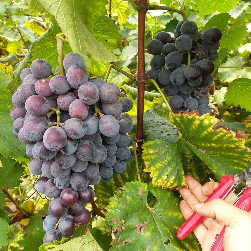 巨玫瑰葡萄苗嫁接葡萄苗种植品种盆栽地栽当年结果