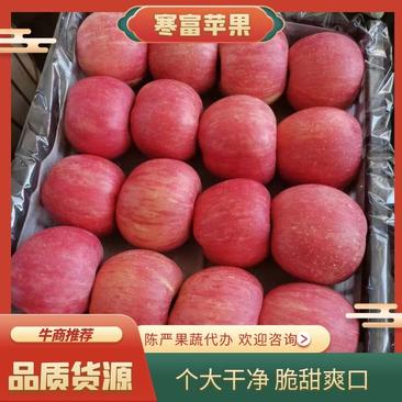 【寒富苹果】大量上市了，个大，皮毛亮，颜色全红，口感脆甜