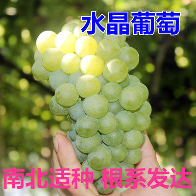 水晶葡萄苗无核盆栽珍珠葡萄苗青葡萄青提葡萄