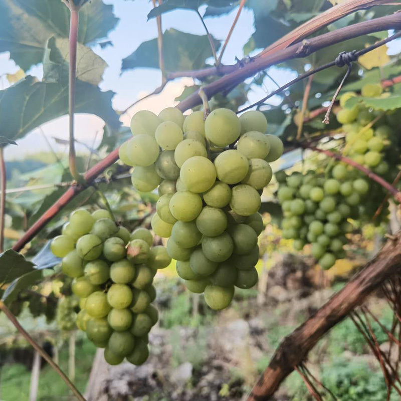 水晶葡萄苗无核盆栽珍珠葡萄苗青葡萄青提葡萄
