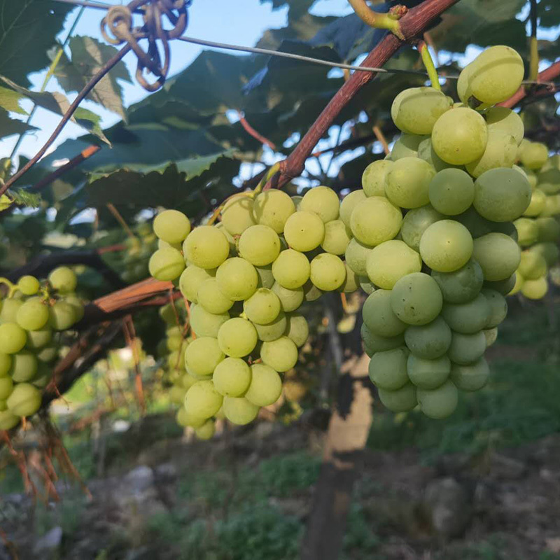 水晶葡萄苗无核盆栽珍珠葡萄苗青葡萄青提葡萄