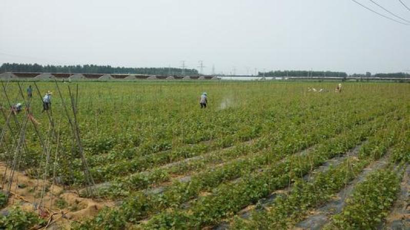 水晶葡萄苗无核盆栽珍珠葡萄苗青葡萄青提葡萄
