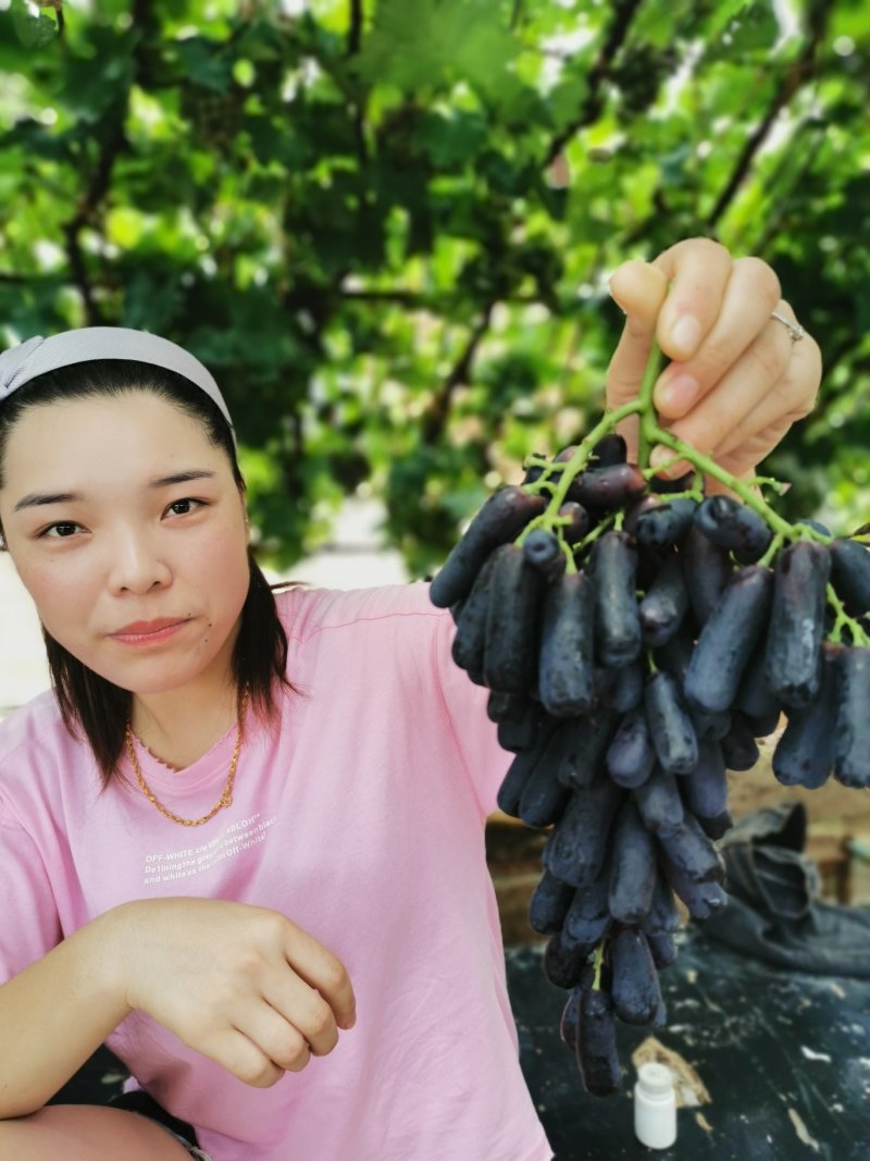 （精品推荐）蓝宝石葡萄苗，河北葡萄苗河北产地发货一手货源