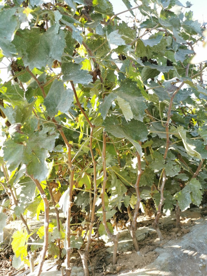 （精品推荐）蓝宝石葡萄苗，河北葡萄苗河北产地发货一手货源
