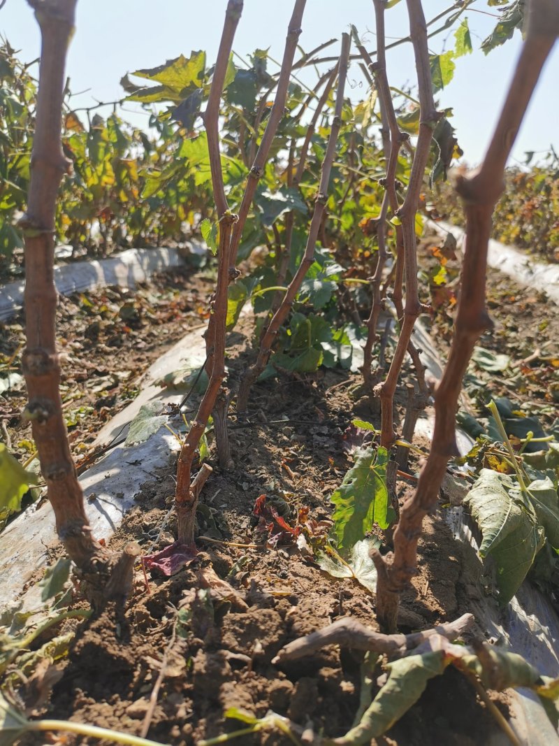 （精品推荐）蓝宝石葡萄苗，河北葡萄苗河北产地发货一手货源