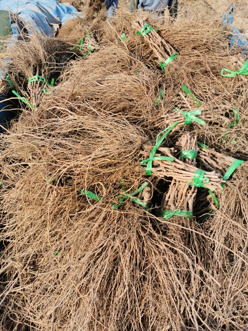 （精品推荐）蓝宝石葡萄苗，河北葡萄苗河北产地发货一手货源