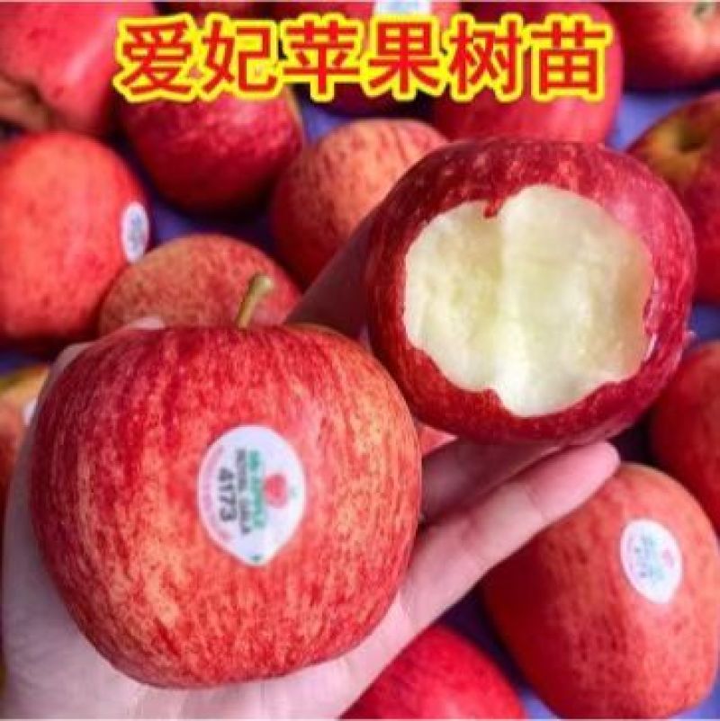 爱妃苹果果大味正丰产性好现挖现发保湿发货