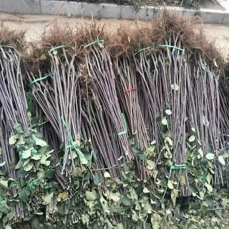 爱妃苹果果大味正丰产性好现挖现发保湿发货