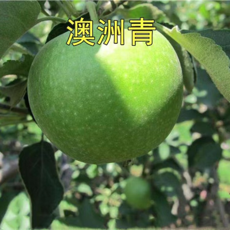 澳洲青苹果根系发达丰产性好现挖保湿发货