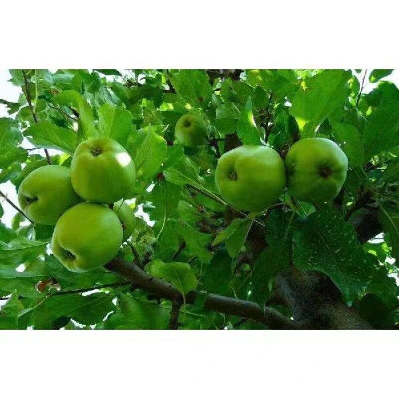 澳洲青苹果根系发达丰产性好现挖保湿发货