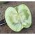 澳洲青苹果根系发达丰产性好现挖保湿发货