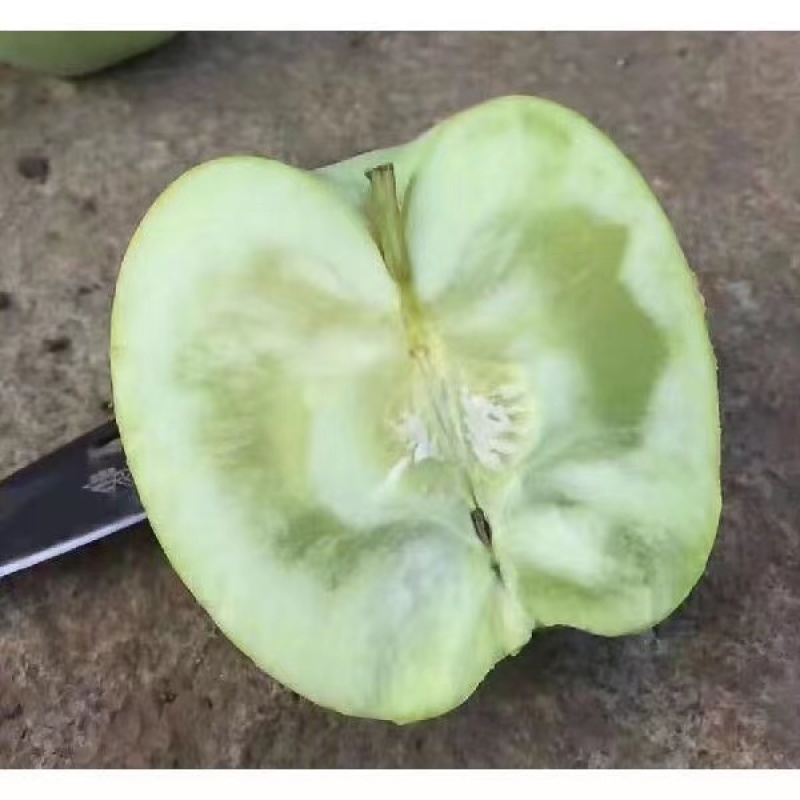 澳洲青苹果根系发达丰产性好现挖保湿发货