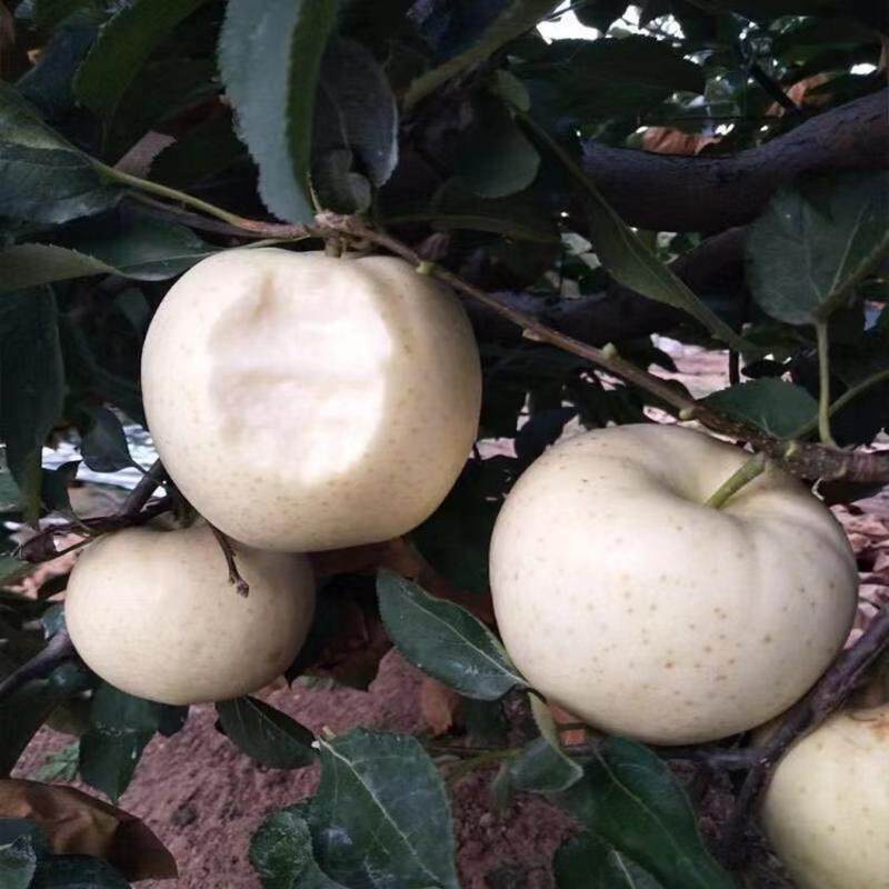 白苹果苗奶油白根系发达丰产性好现挖保湿发货
