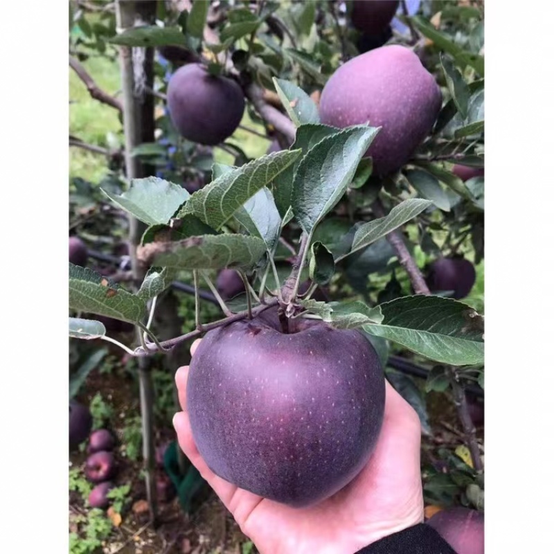 黑钻苹果苗根系发达丰产性好嫁接果苗现挖保湿发货