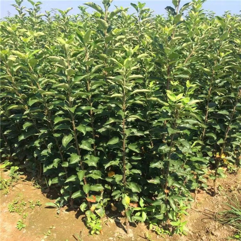 黑钻苹果苗根系发达丰产性好嫁接果苗现挖保湿发货