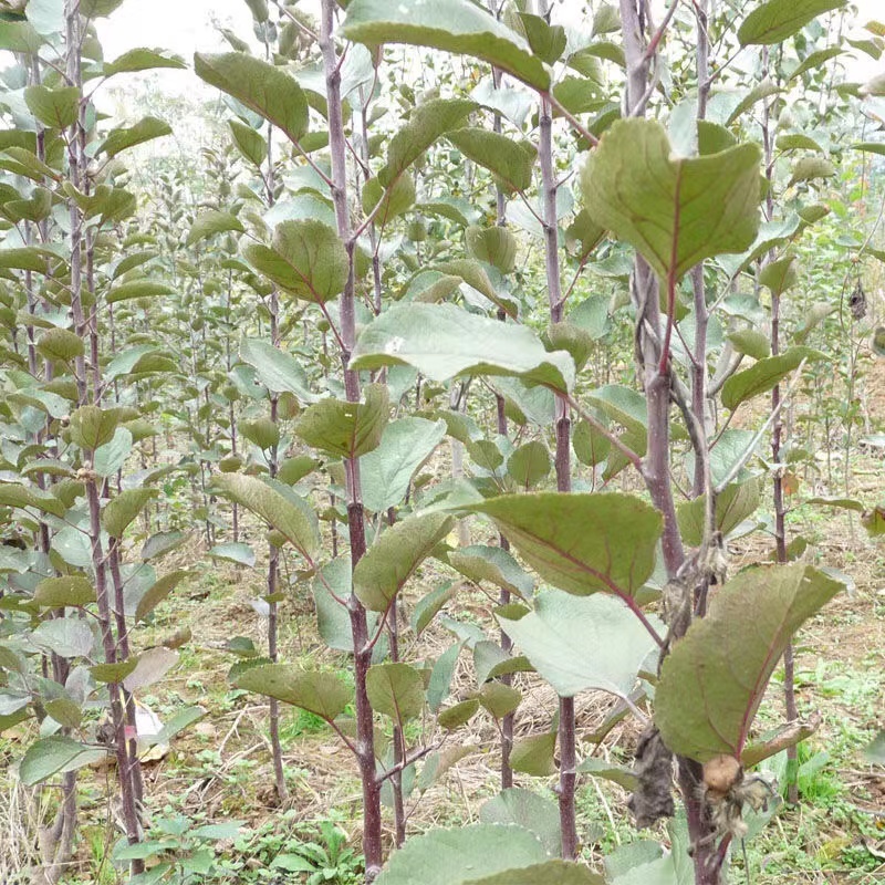黑钻苹果苗根系发达丰产性好嫁接果苗现挖保湿发货