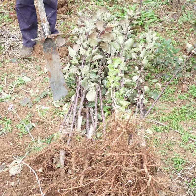 黑钻苹果苗根系发达丰产性好嫁接果苗现挖保湿发货