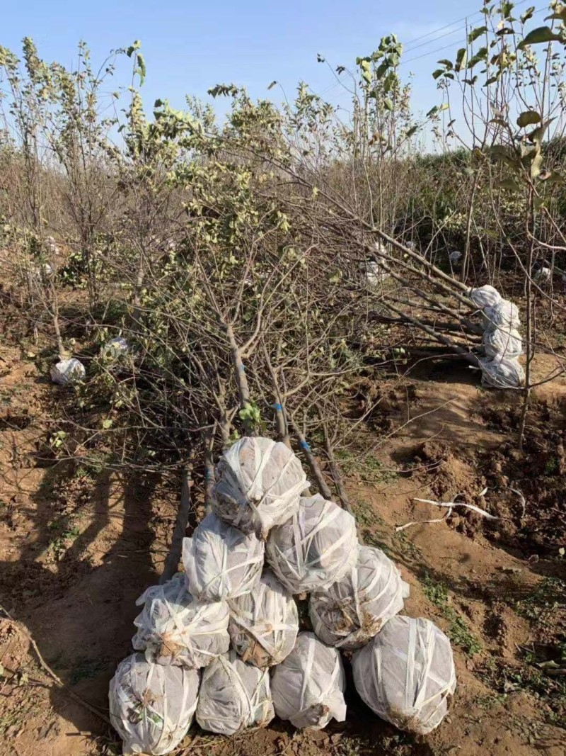 红富士嫁接果苗味道甜可口丰产性好现挖现发