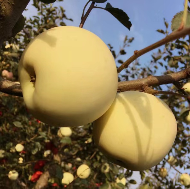 奶油富士果大味正根系发达丰产性好现挖保湿发货