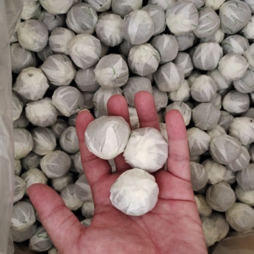白标新会小青柑柑普茶DIY定制贴标厂家批发