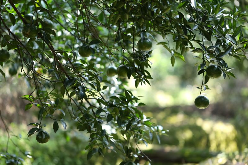 可贴标白标新会小青柑柑普茶可定制标签DIY标签